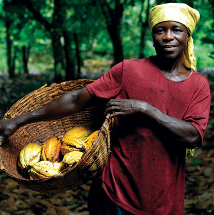Unique Aromas ghana cocoa harvest chocolate